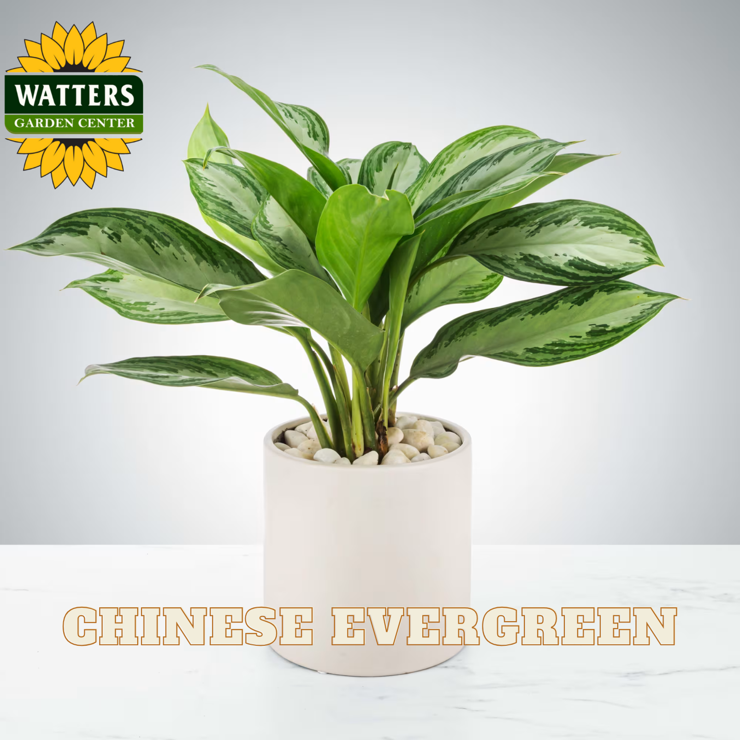 Potted Chinese Evergreen plant with Watters Garden Center branding on a light gray background