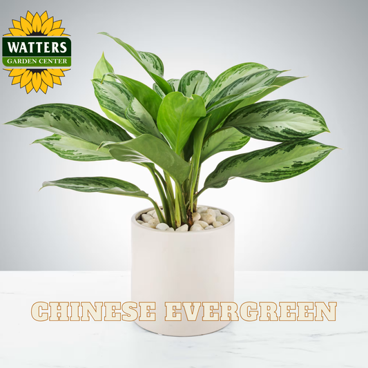 Potted Chinese Evergreen plant with Watters Garden Center branding on a light gray background