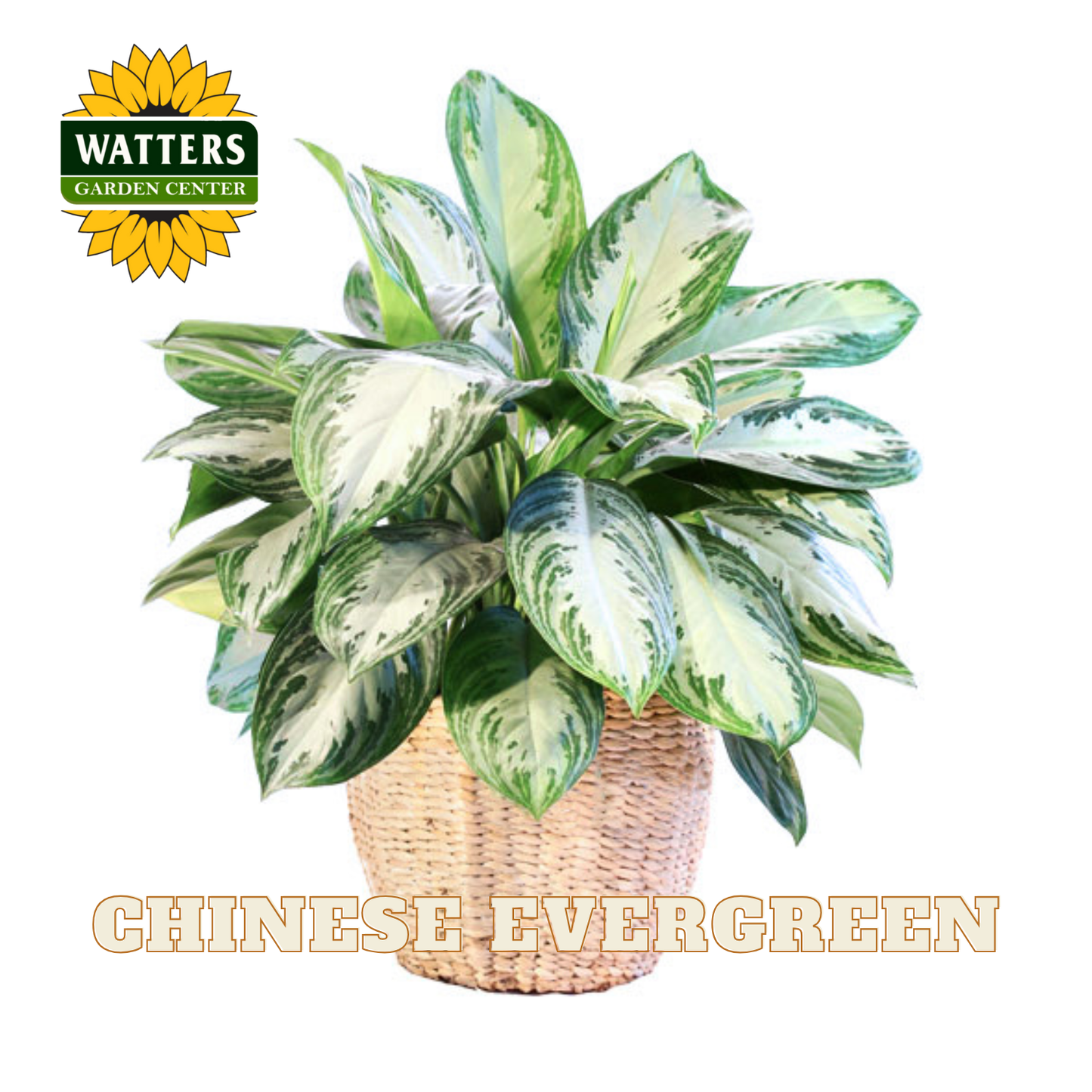 Potted Chinese Evergreen plant with Watters Garden Center logo on a white background