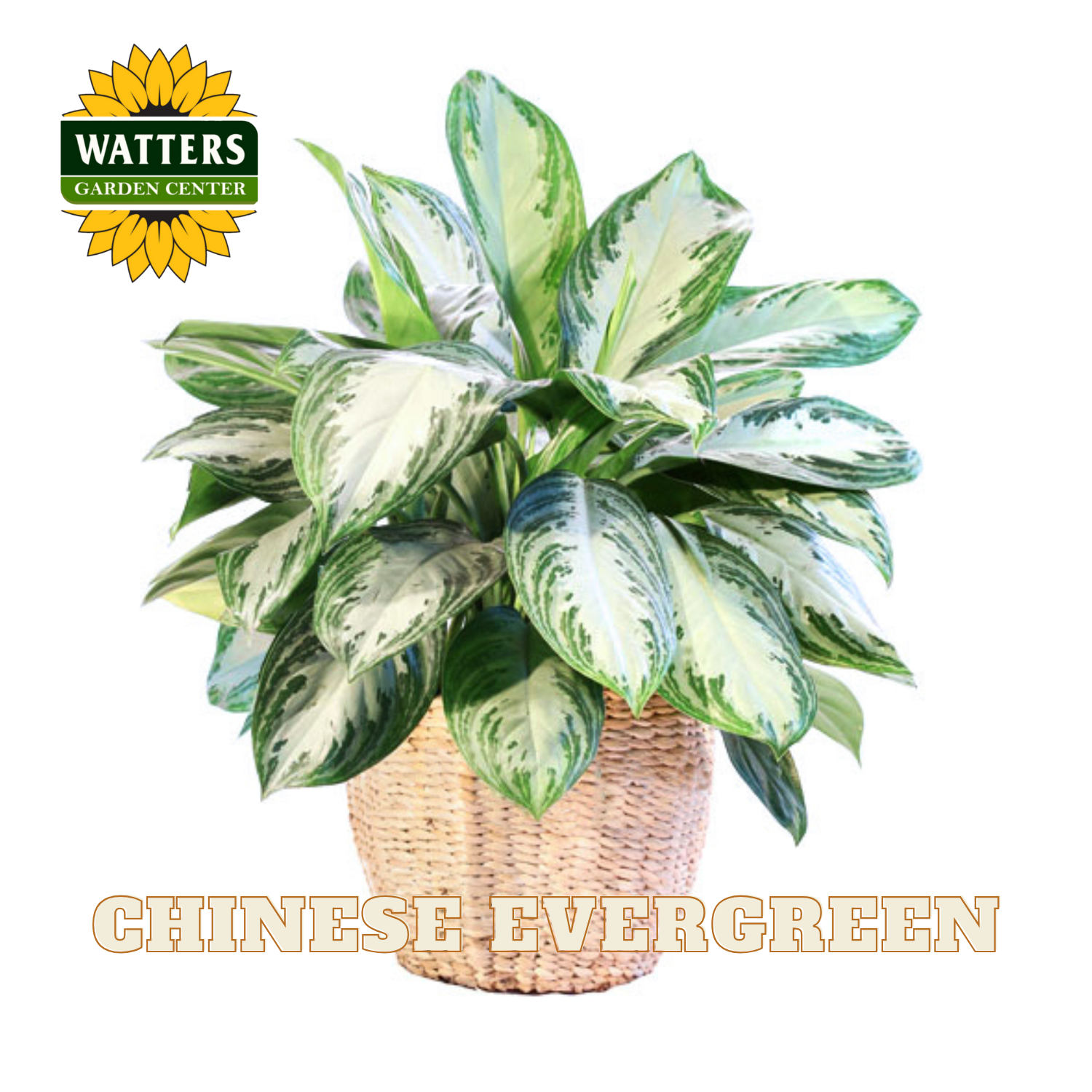 Potted Chinese Evergreen plant with Watters Garden Center logo on a white background