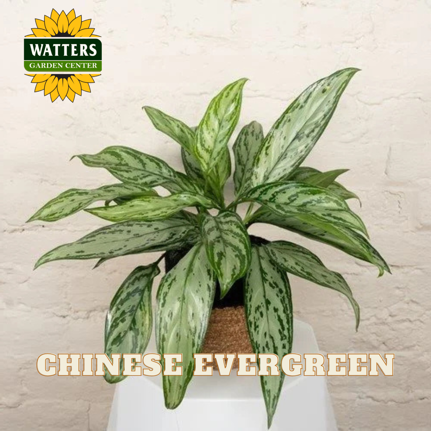 Potted Chinese Evergreen plant with Watters Garden Center logo on a light background