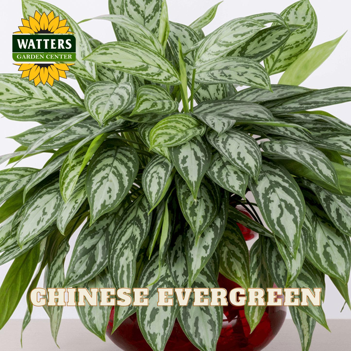 Potted Chinese Evergreen plant with Watters Garden Center logo