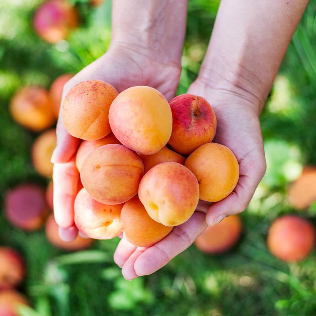 MORMON CHINESE APRICOT TREE 7gal