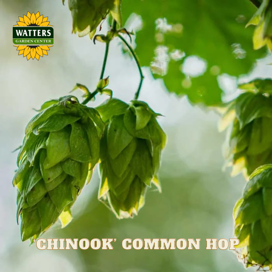 ‘Chinook’ Common Hop (Humulus lupulus 'Chinook') - 1 gallon