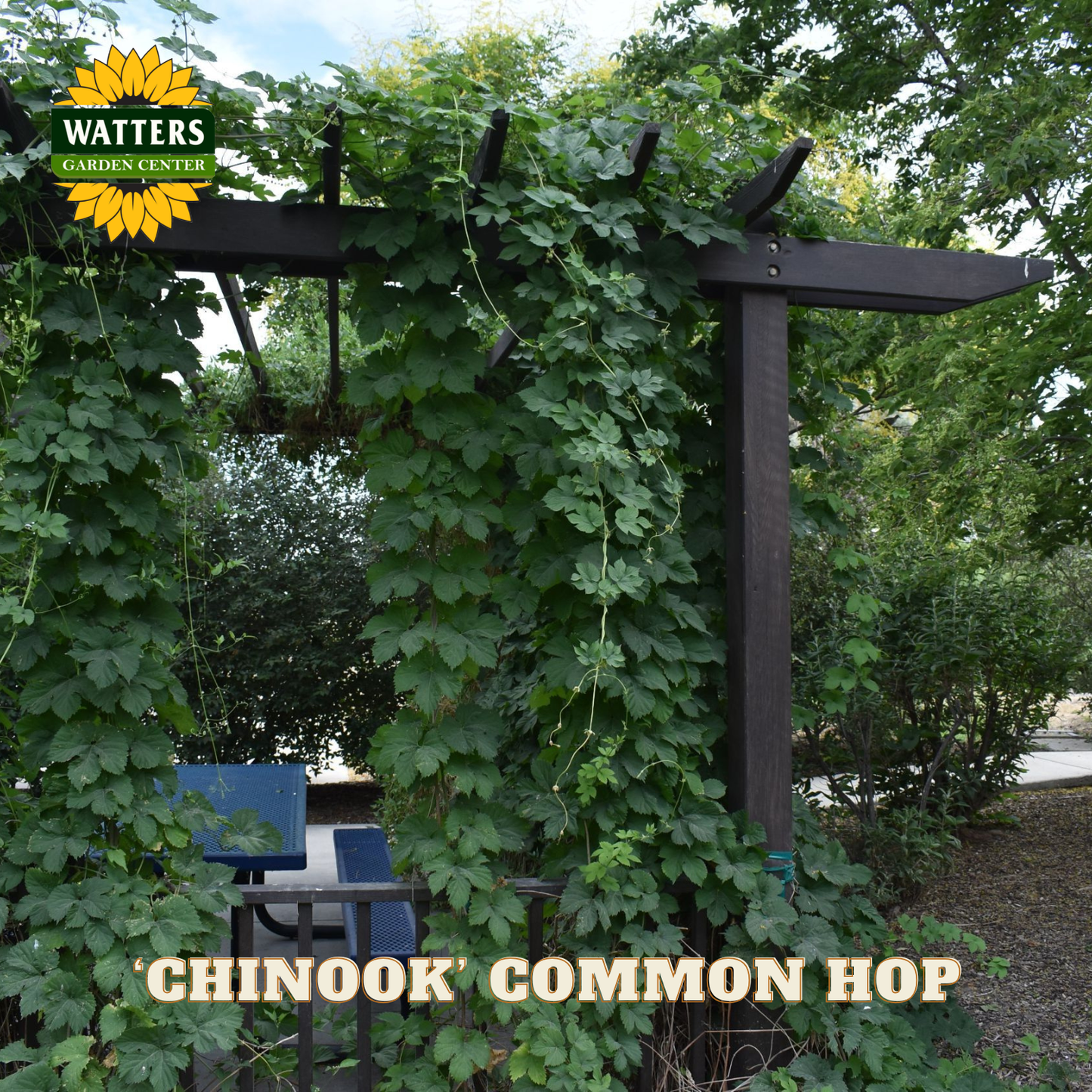 ‘Chinook’ Common Hop (Humulus lupulus 'Chinook') - 1 gallon