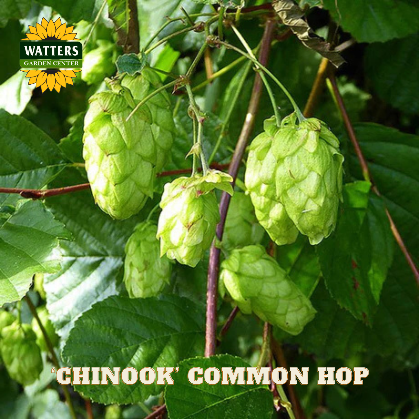 ‘Chinook’ Common Hop (Humulus lupulus 'Chinook') - 1 gallon