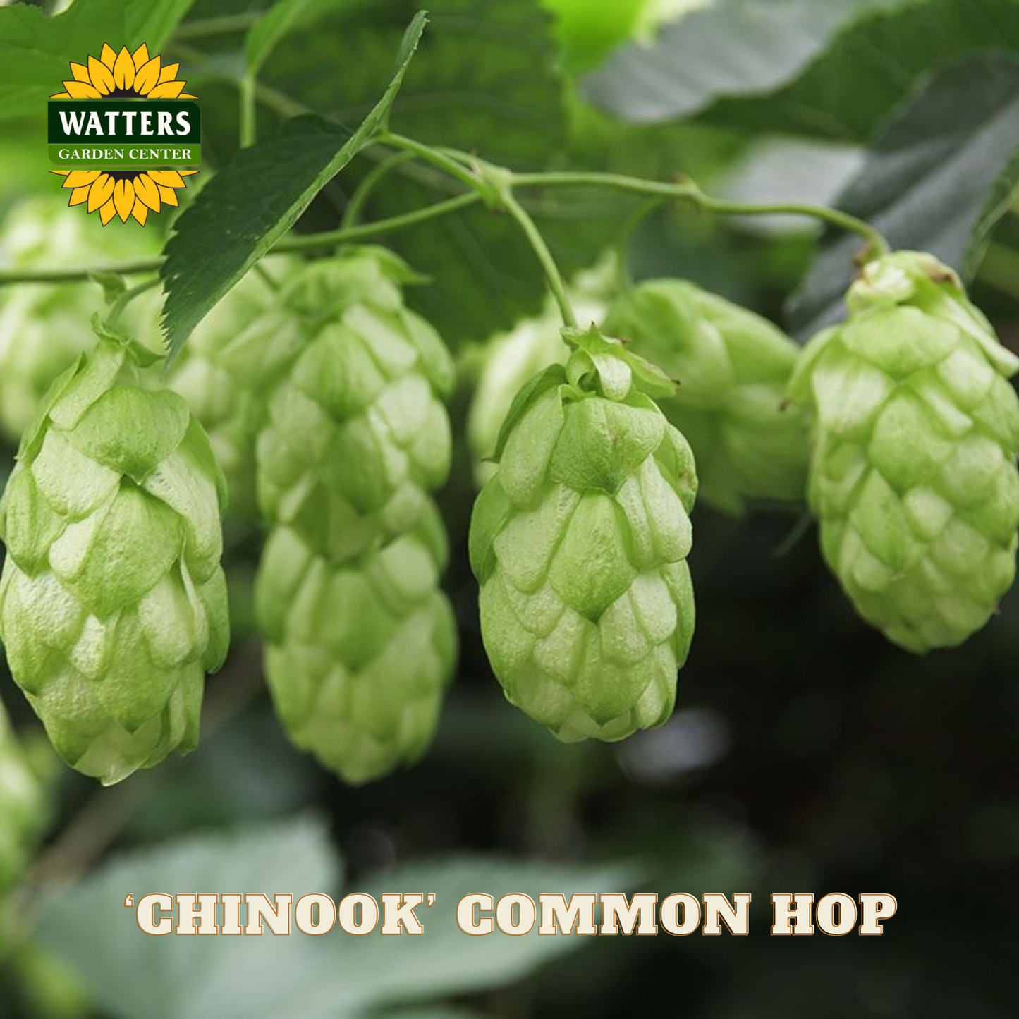 ‘Chinook’ Common Hop (Humulus lupulus 'Chinook') - 1 gallon