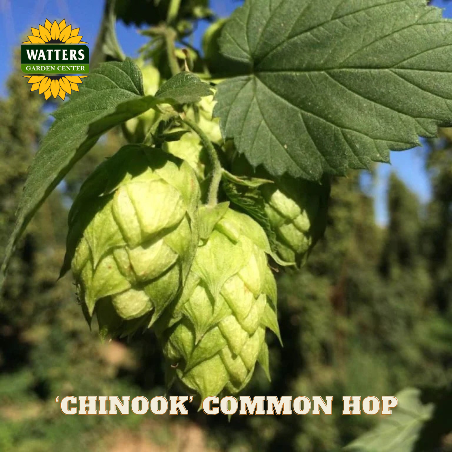 ‘Chinook’ Common Hop (Humulus lupulus 'Chinook') - 1 gallon
