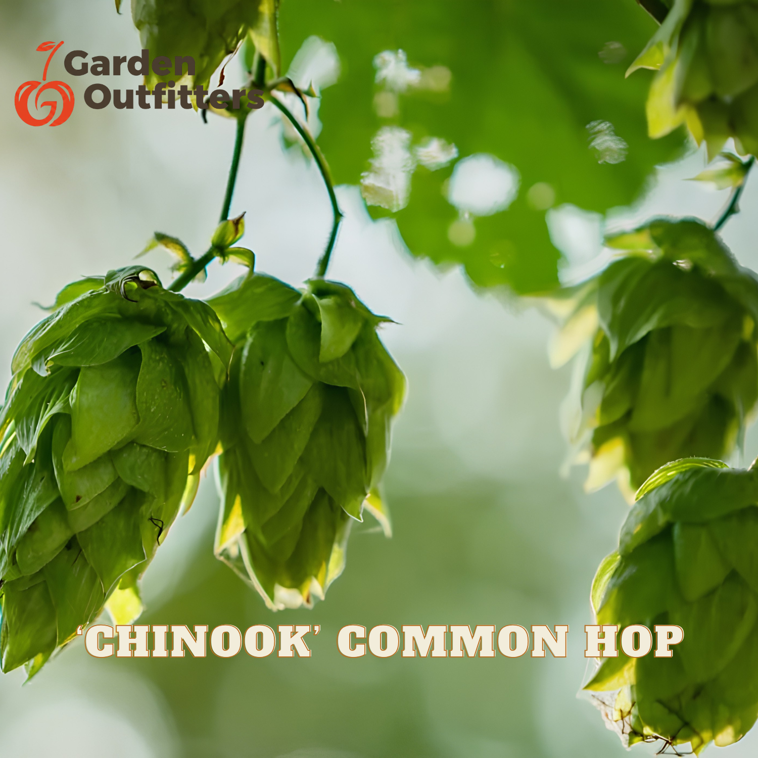 Green hop cones hanging from vines with the text 'CHINOOK COMMON HOP' and a Garden Outfitters logo on a blurred green background.