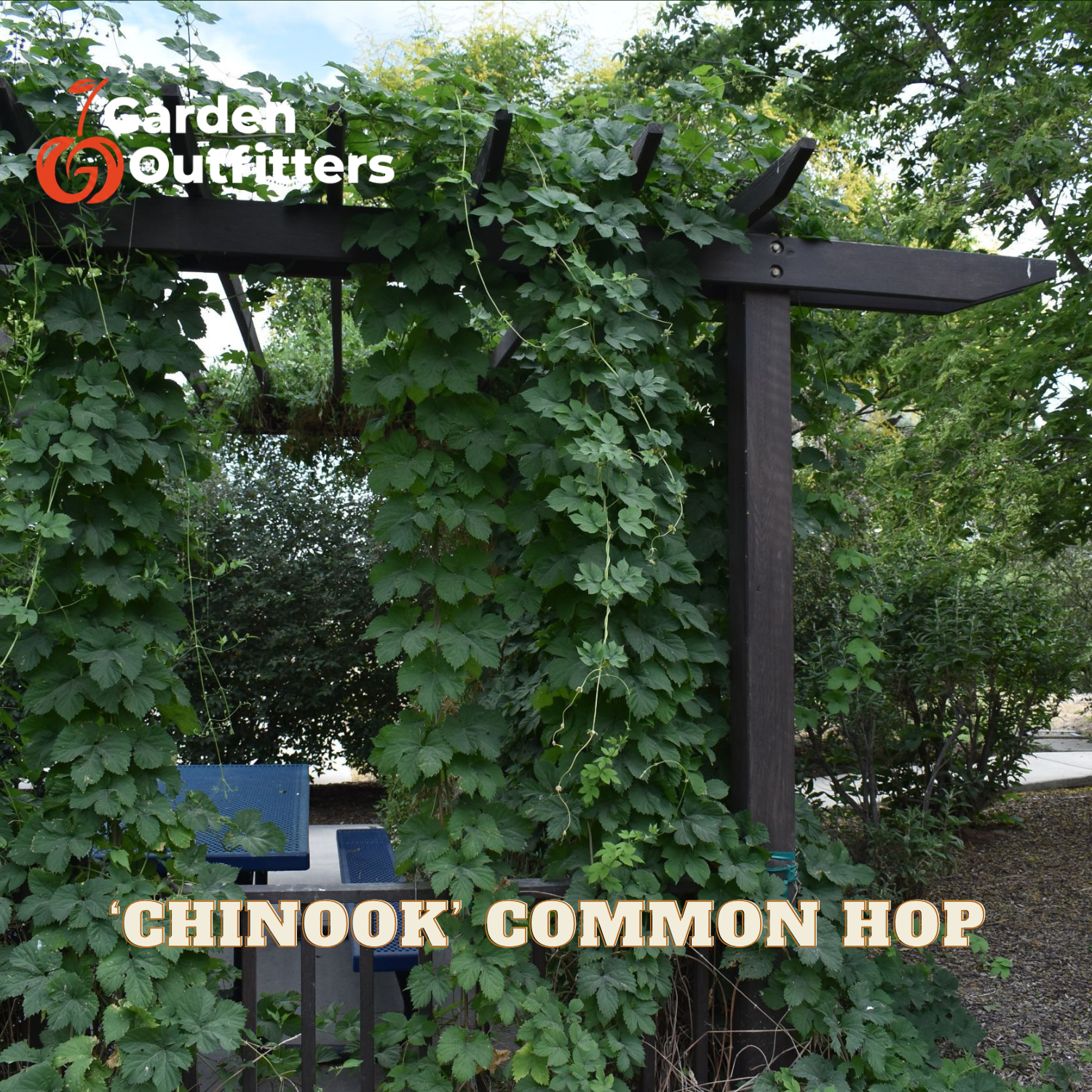 A dark wooden garden arbor covered with green hop vines, with text reading 'CHINOOK COMMON HOP' and a Garden Outfitters logo in the corners.