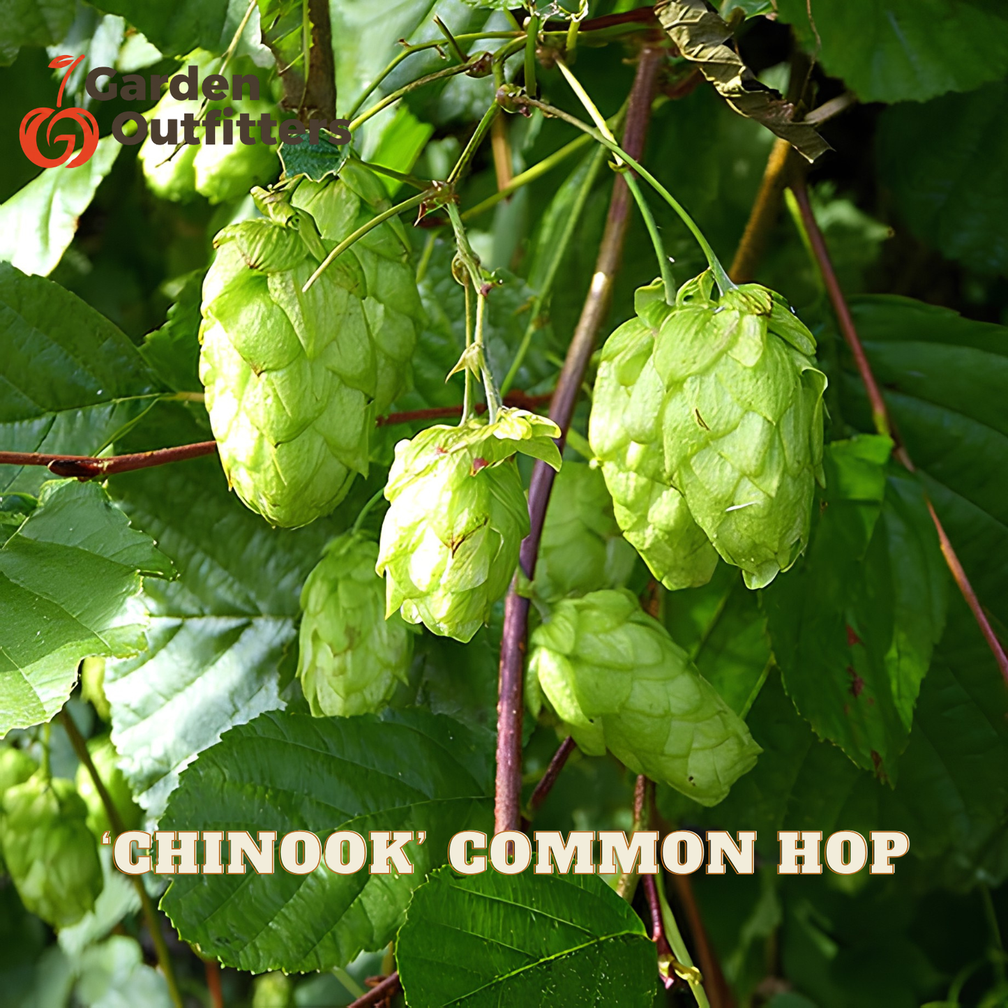 Green hop cones hanging from a vine with dark green leaves, with text reading 'CHINOOK COMMON HOP' and a Garden Outfitters logo.