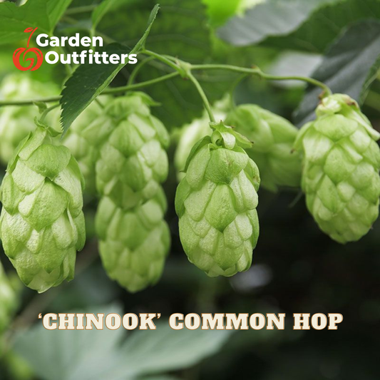 Green hop cones hanging from vines with leaves, with the text 'Garden Outfitters' and '“Chinook” Common Hop' overlaid on the image.
