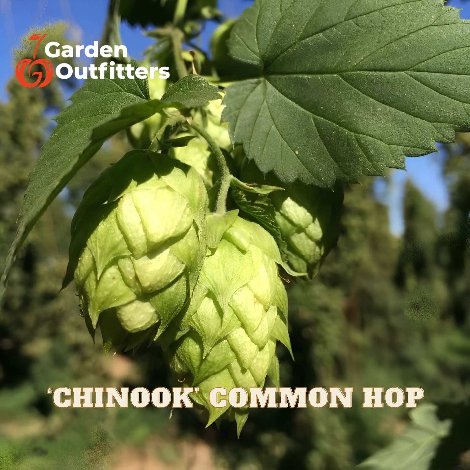 Green hop cones hanging from a leafy plant outdoors, with the text 'Garden Outfitters' and 'CHINOOK COMMON HOP' overlaid on the photo.