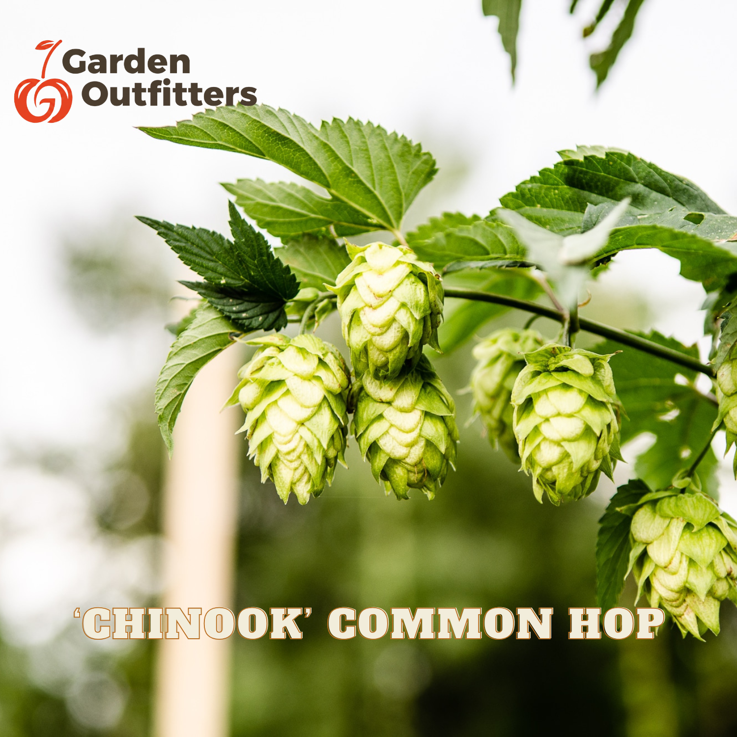 Green hop cones hanging from a branch with leaves, with the text 'CHINOOK' COMMON HOP' and a Garden Outfitters logo visible.