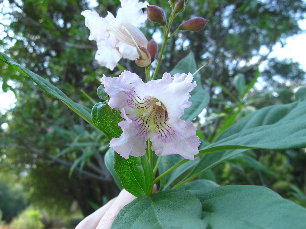 PINK DAWN CHILTAPLA TREE 5gal
