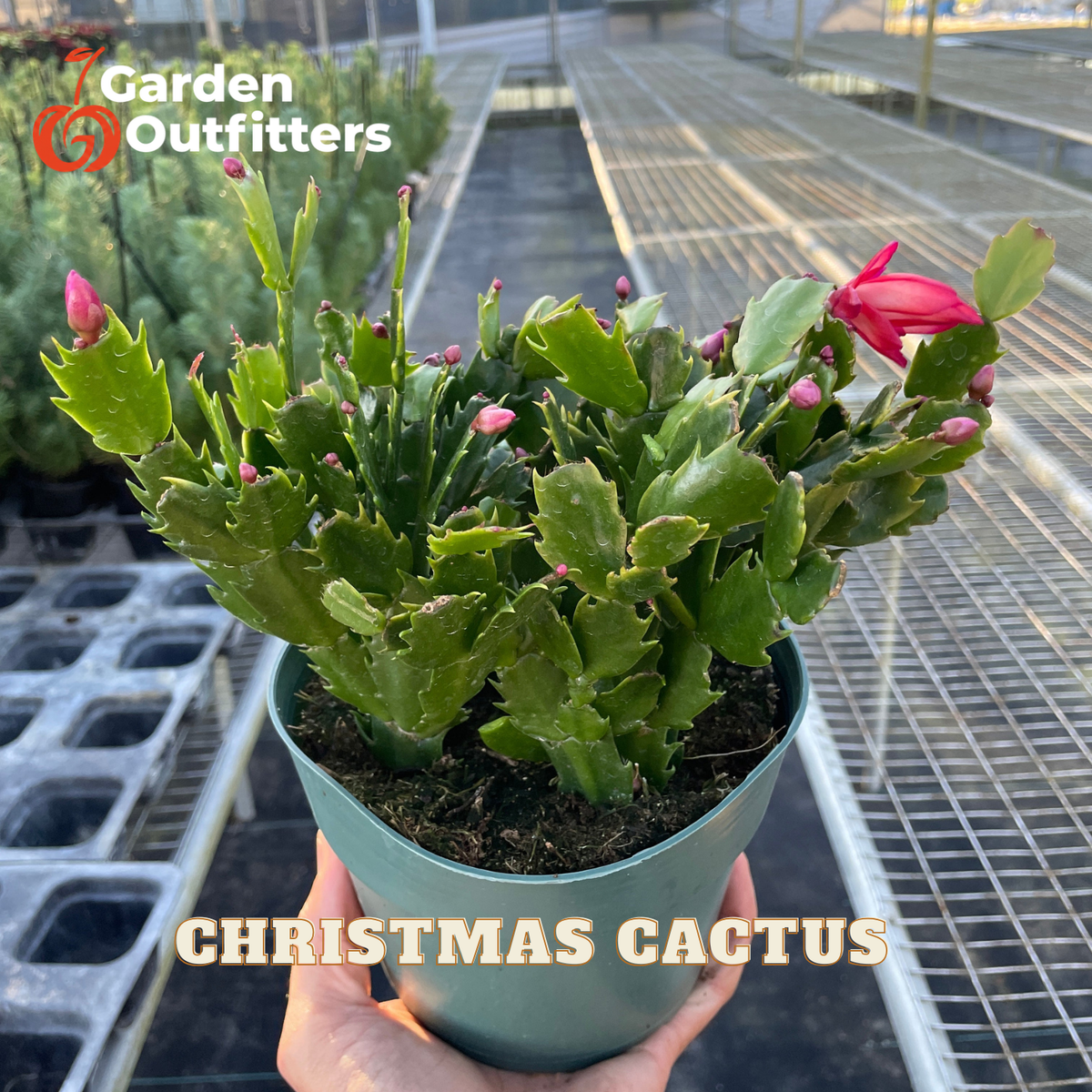 A potted Christmas Cactus held by a hand in a greenhouse, with the Garden Outfitters logo in the top left and 'CHRISTMAS CACTUS' text overlay at the bottom.