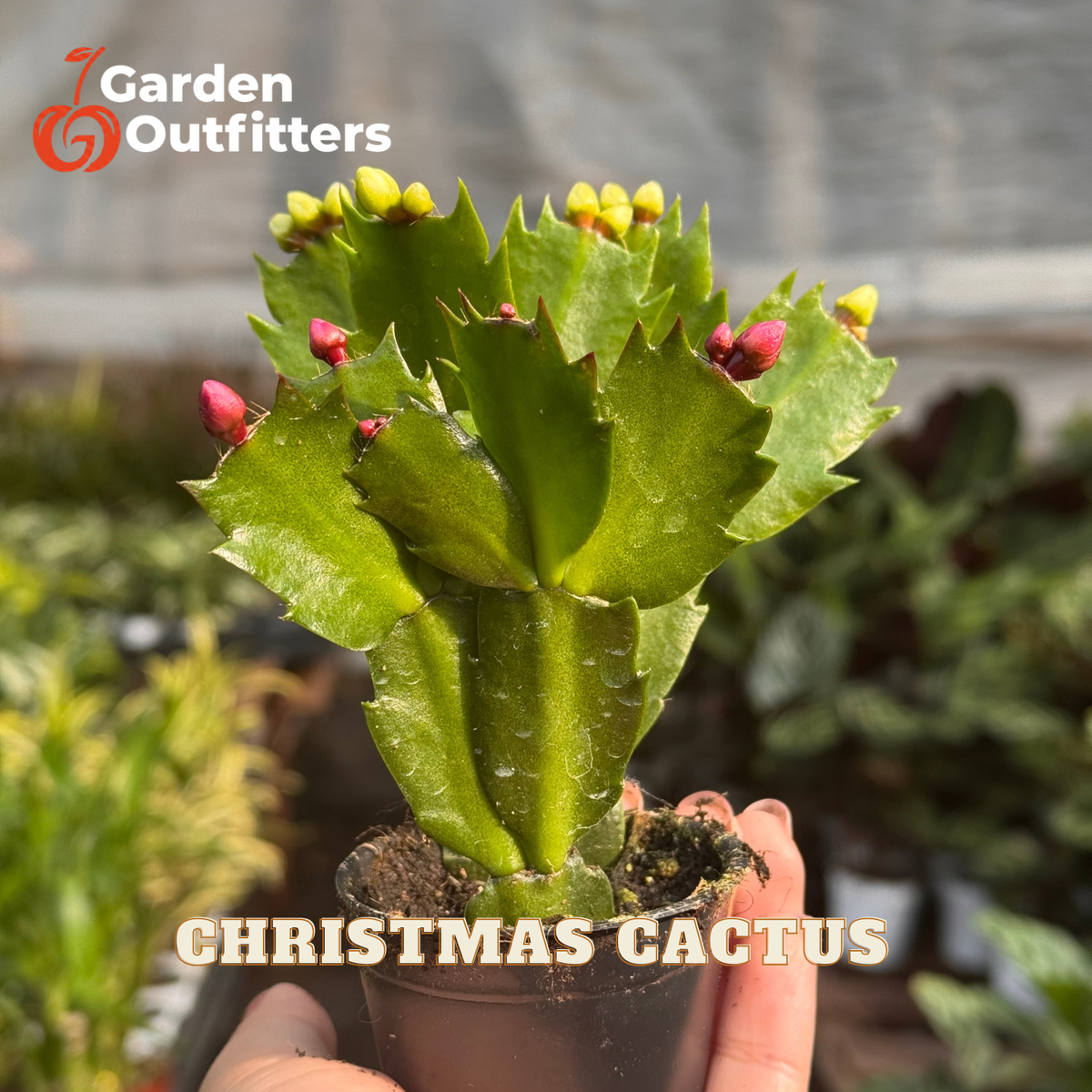 A potted Christmas cactus held in a hand, featuring thick green succulent stems with small yellow buds and pink flower buds, set against a blurred greenhouse background. Text overlays read 'Garden Outfitters' and 'CHRISTMAS CACTUS'.