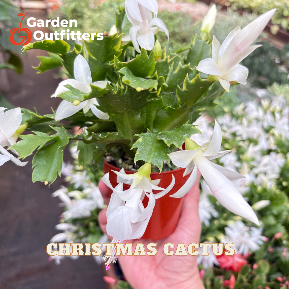 A hand holding a potted Christmas Cactus (Schlumbergera) with white flowers blooming from green segmented stems, in a red plastic pot. The background is a garden path with blurred white flowers.
