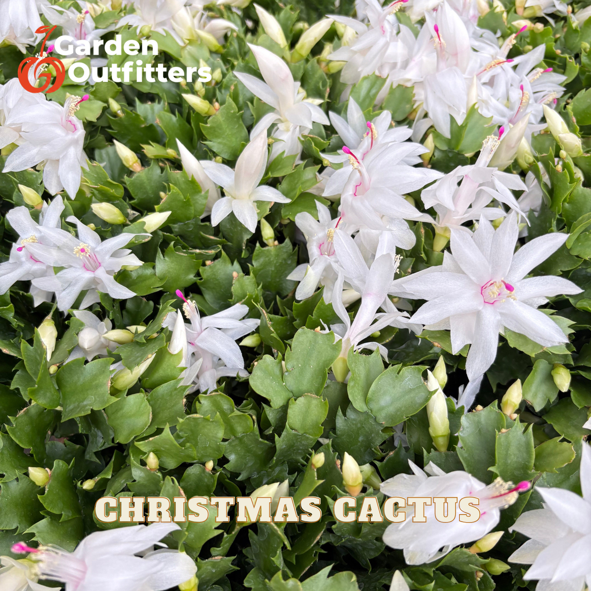 Christmas cactus plant with white flowers and green segmented stems, shown close-up with a Garden Outfitters logo and the text 'CHRISTMAS CACTUS' overlaid.