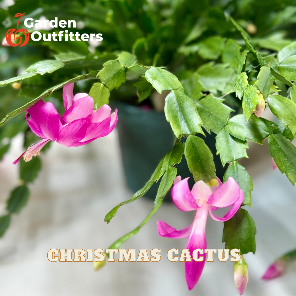 A potted Christmas cactus with bright pink flowers and green segmented leaves, shown in a real setting with a Garden Outfitters logo and 'CHRISTMAS CACTUS' text overlay.