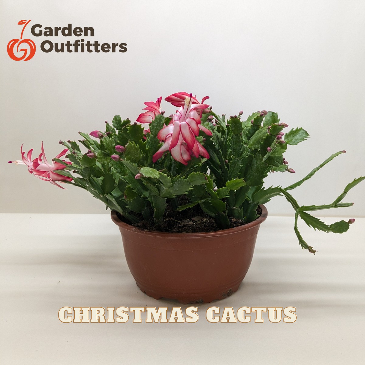 A potted Christmas Cactus plant with pink and white flowers and green segmented stems, shown in a terracotta-colored pot against a plain white background. The 'Garden Outfitters' logo is visible in the top left corner, and 'CHRISTMAS CACTUS' is written at the bottom.