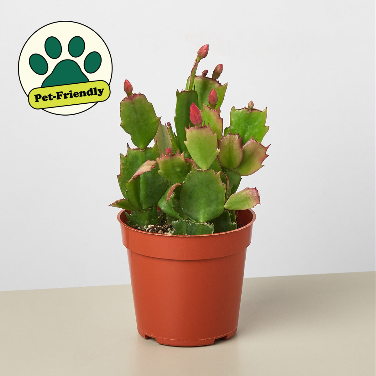 A green Christmas cactus in a terracotta-colored plastic pot, set against a plain light gray background. A 'Pet-Friendly' badge with a green paw print is visible in the top-left corner.