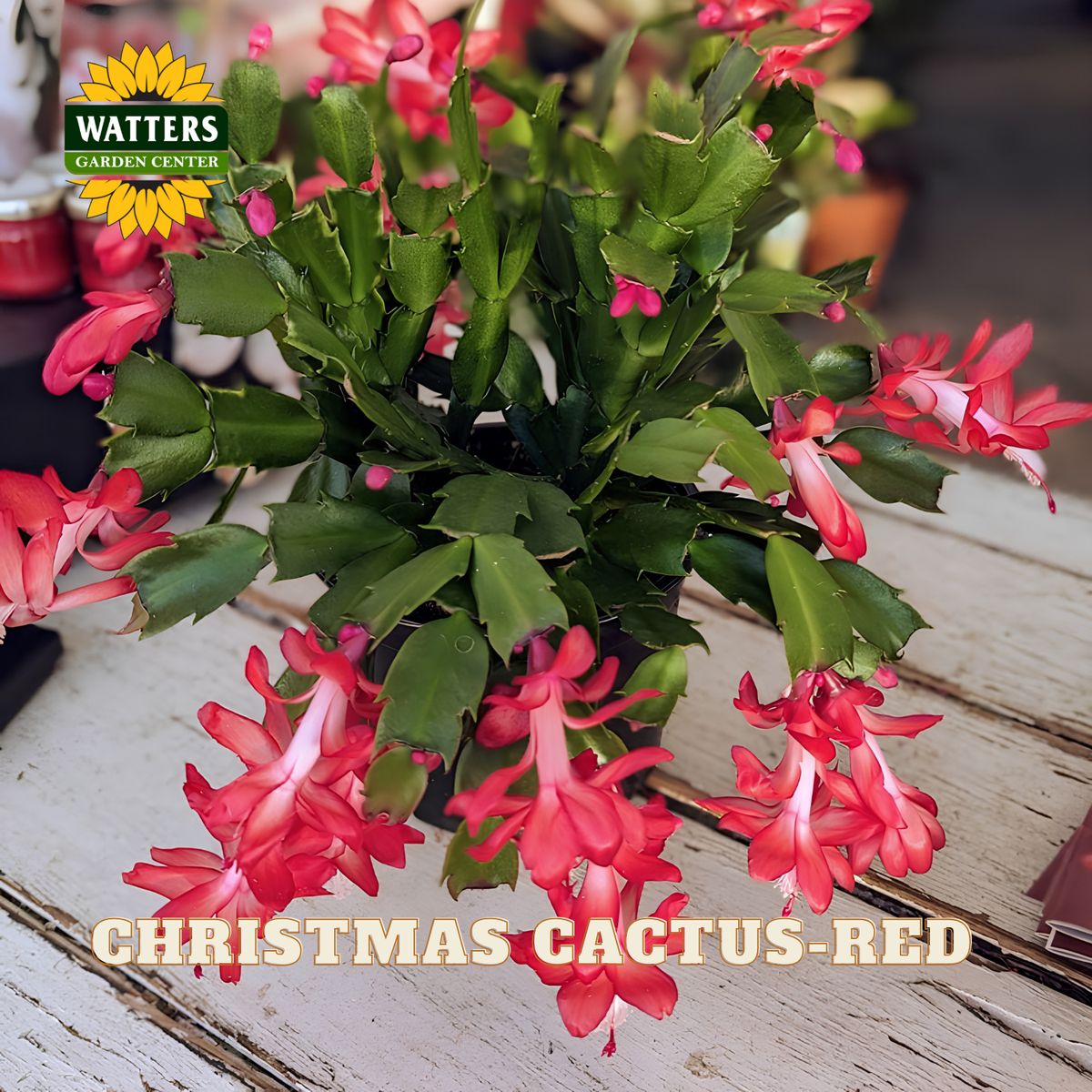A potted Christmas Cactus with red flowers, shown on a rustic white wooden surface. The plant features green segmented stems and numerous bright red blossoms.