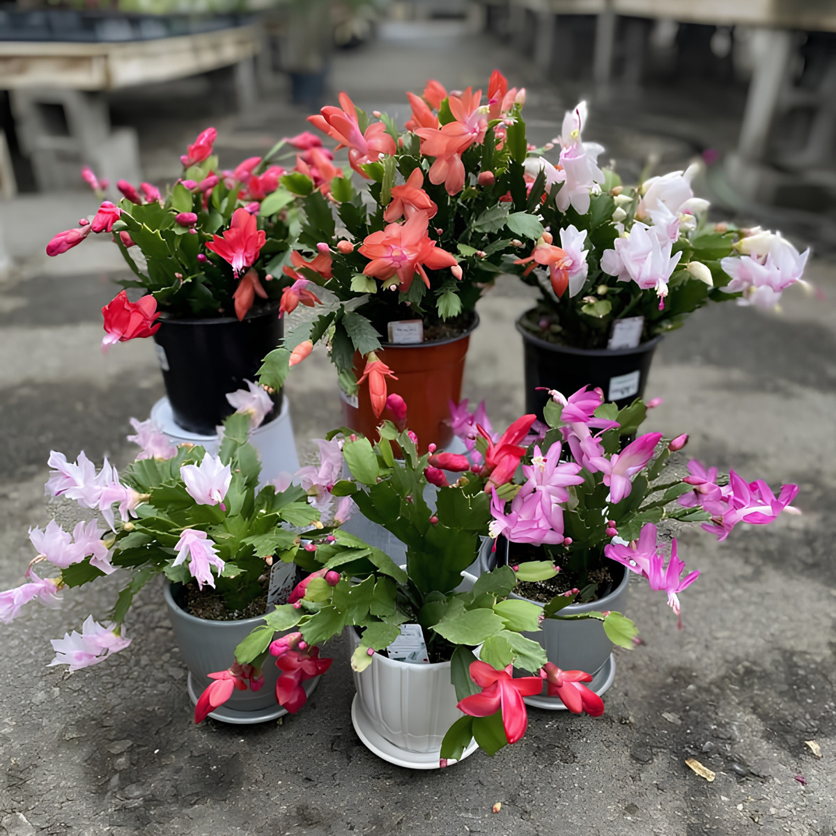 Several potted Christmas cactus plants with green stems and bright pink, red, and white flowers arranged together on a concrete surface.