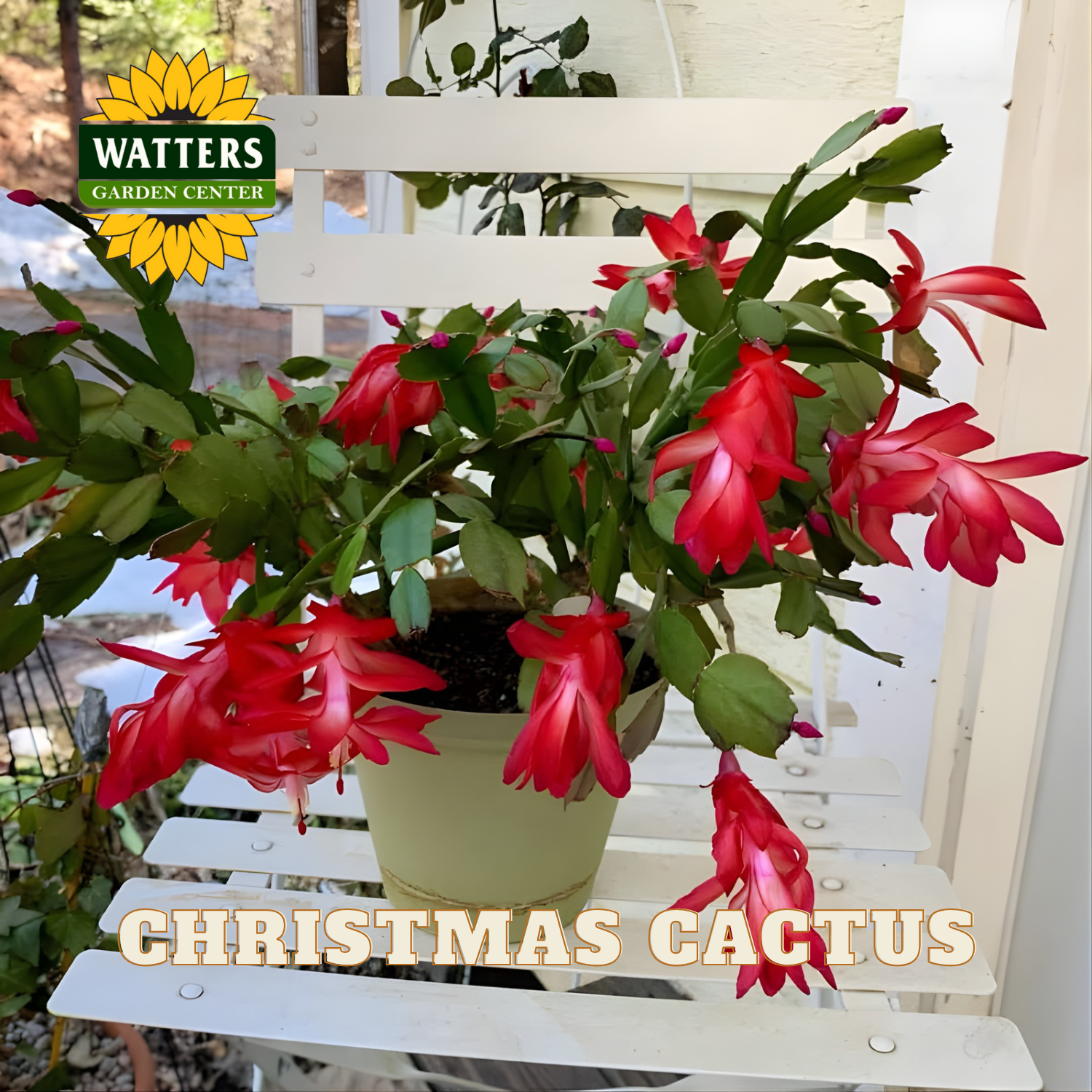 Potted Christmas cactus with red flowers on a white bench, Watters Garden Center logo visible.