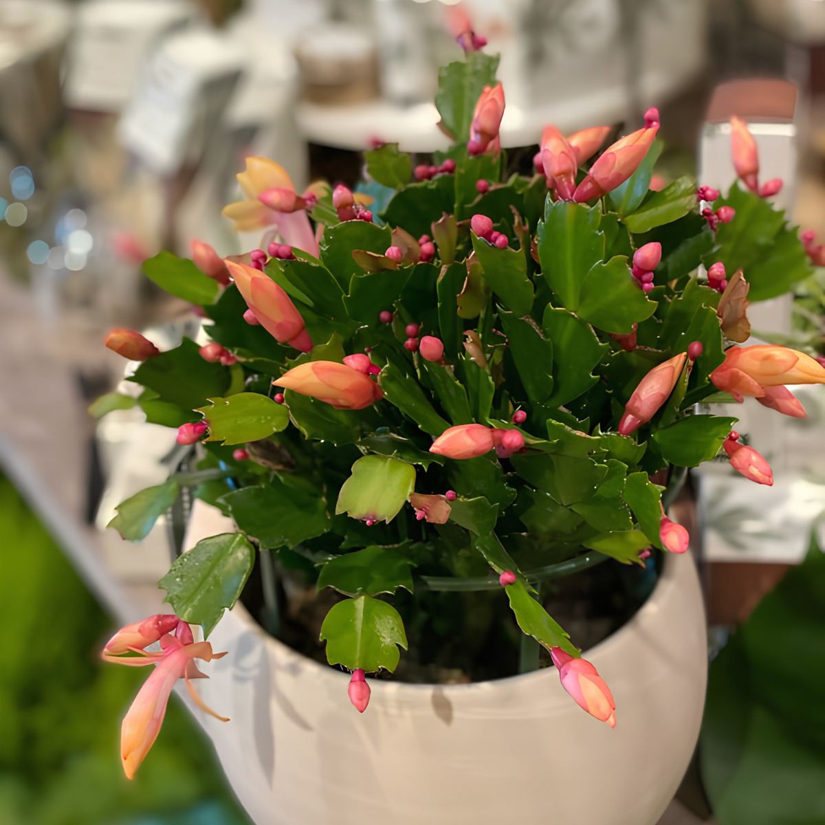 A potted Christmas cactus with green segmented stems and bright pink-orange flowers blooming from the top, shown in a white ceramic pot with a blurred indoor background.