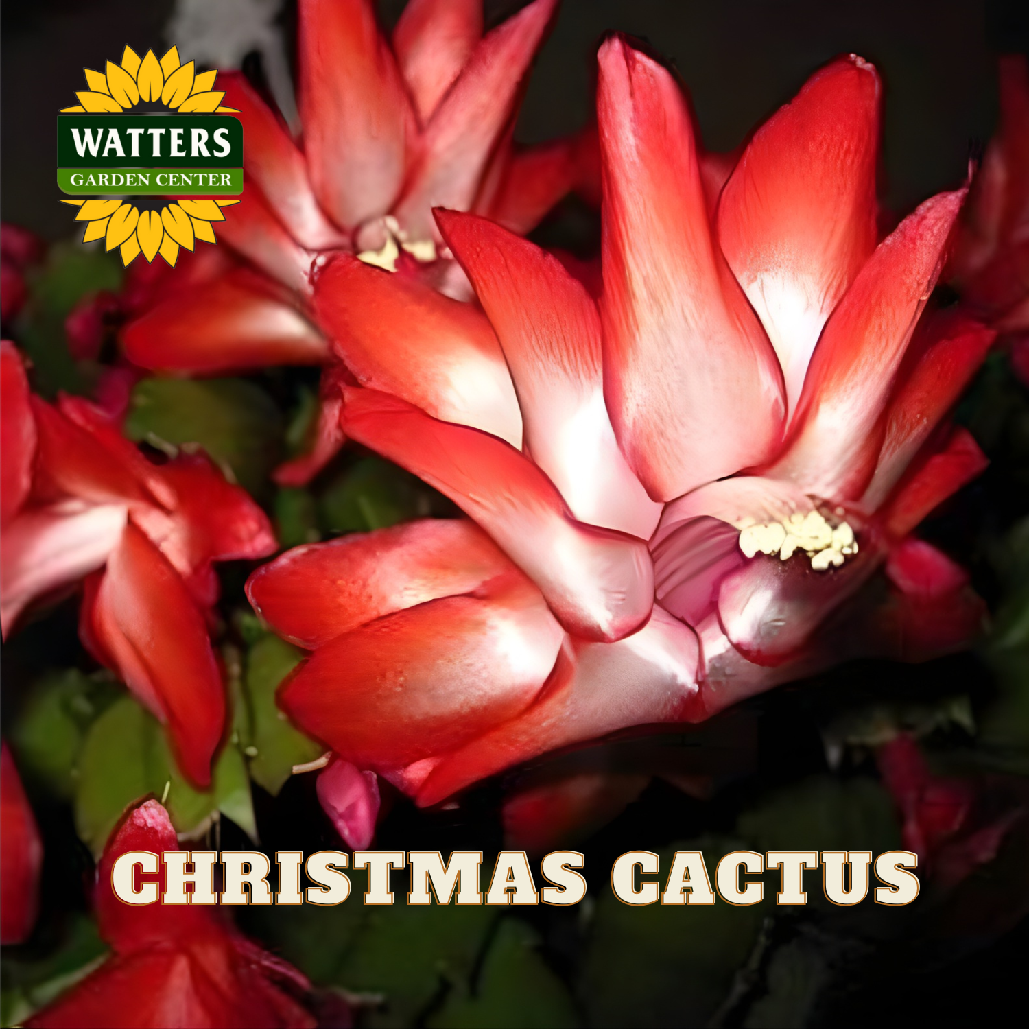 Close-up of a red Christmas cactus flower with Watters Garden Center logo.