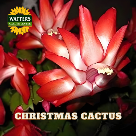 Close-up of a red Christmas cactus flower with Watters Garden Center logo.