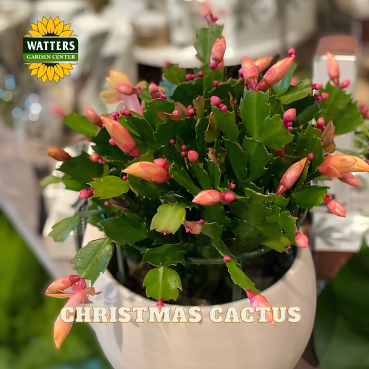 A potted Christmas Cactus plant with green segmented stems and pink-orange flower buds, shown in a white pot with a Watters Gardens Centre logo in the top-left corner and 'CHRISTMAS CACTUS' text at the bottom.
