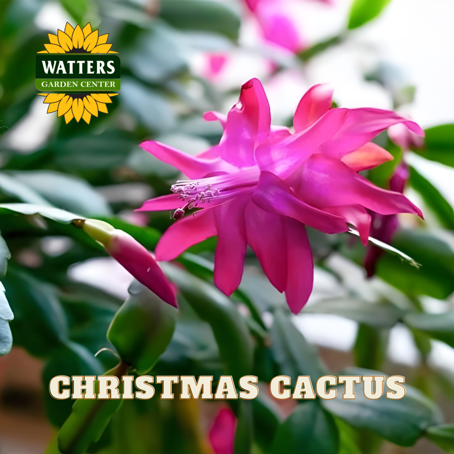 Pink Christmas cactus flower with Watters Garden Center logo