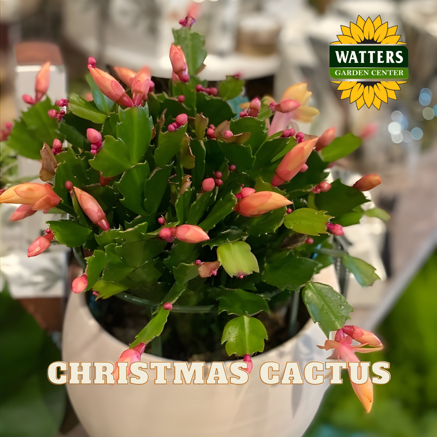 Potted Christmas cactus with pink buds and Watters Garden Center logo.