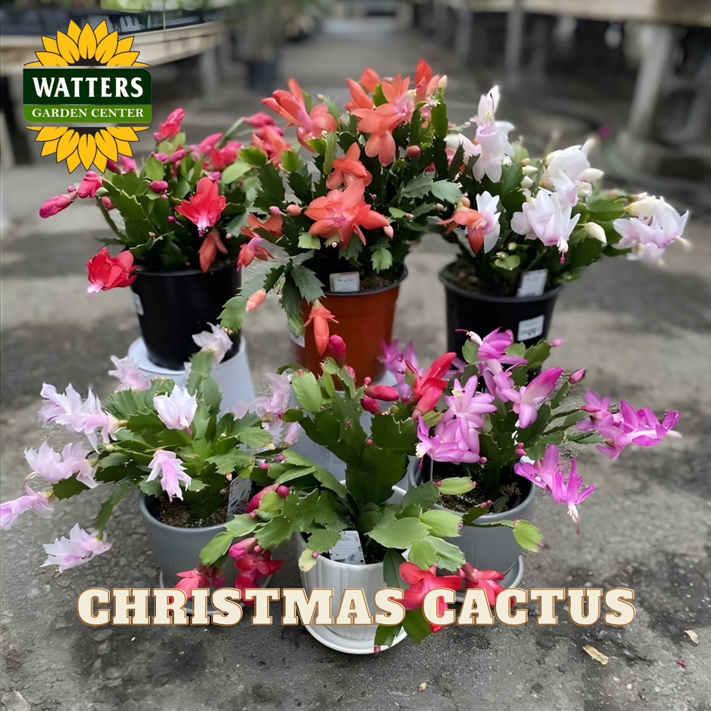 Potted Christmas cactus plants with Watters Garden Center branding.