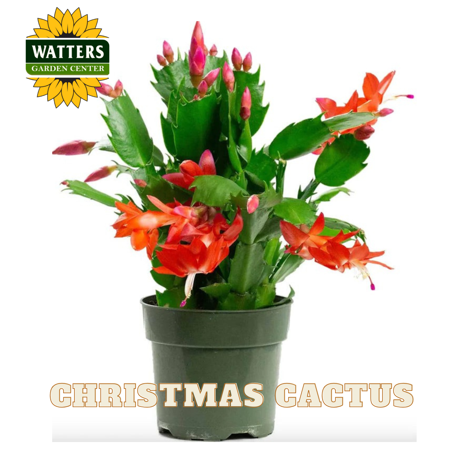 Potted Christmas cactus with red flowers on a white background, featuring Watters Garden Center logo.