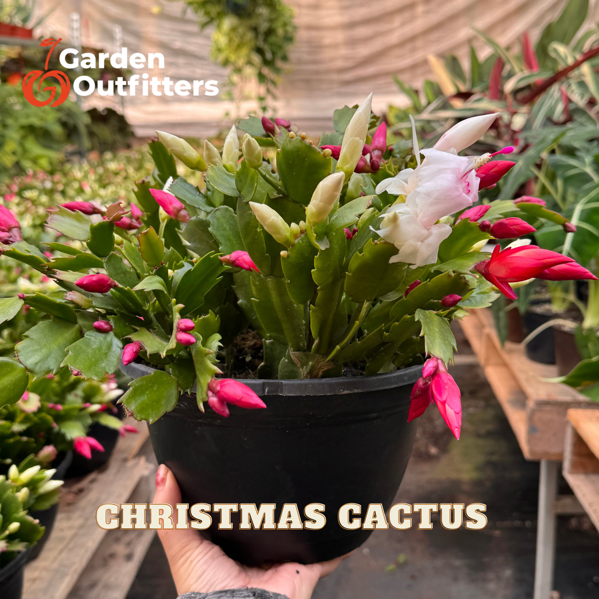Zygocactus 'Christmas Cactus'