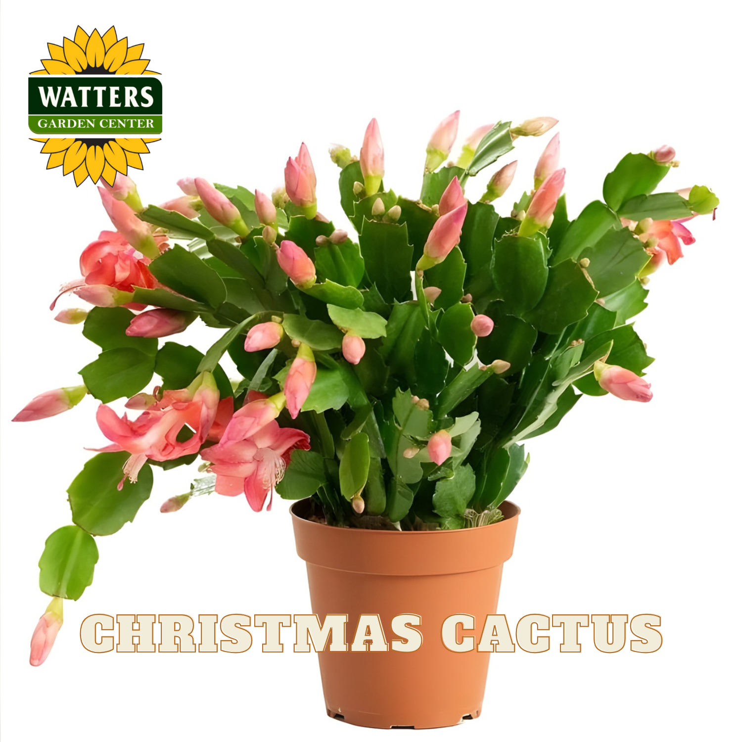 Potted Christmas cactus with pink flowers and buds, branded with Watters Garden Center.