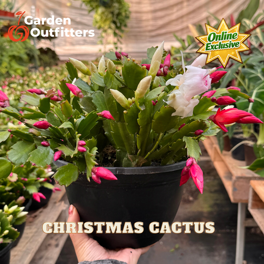 Zygocactus 'Christmas Cactus'