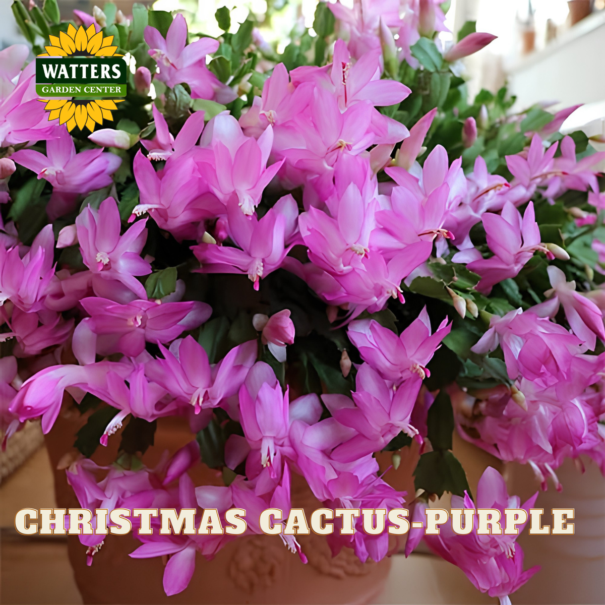 A close-up of a Christmas cactus plant in bloom, showing bright pink-purple flowers and green stems, with the text 'CHRISTMAS CACTUS PURPLE' and a 'WATTERS GARDEN CENTER' logo.