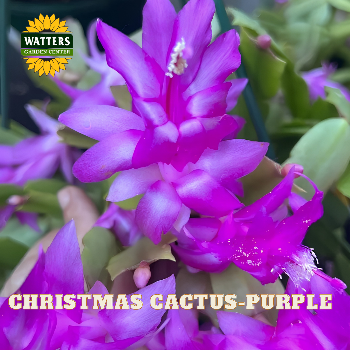 Close-up of a Christmas cactus plant with bright purple flowers and green segmented stems. The Watters Garden Centre logo appears in the top left, and the text 'CHRISTMAS CACTUS - PURPLE' is overlaid at the bottom.