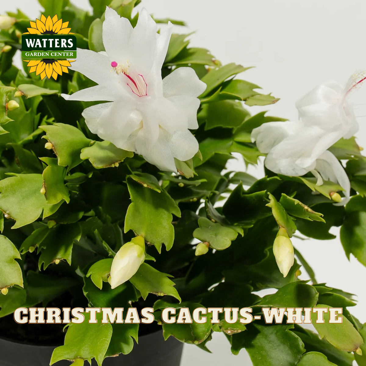 A potted Christmas cactus with white flowers and green segmented leaves, shown against a light background with the text 'CHRISTMAS CACTUS-WHITE' and a Watters Garden Center logo.