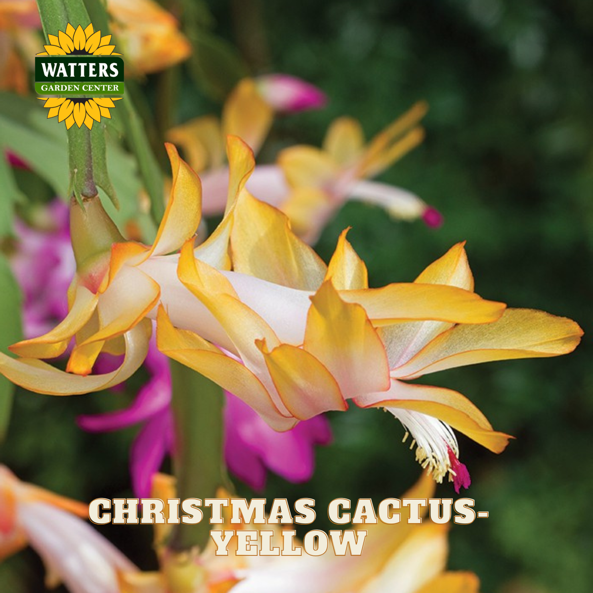 A close-up of a Christmas cactus flower in yellow and cream tones, with blurred pink flowers and green foliage in the background. The Watters Garden Center logo appears in the top left, and the text 'CHRISTMAS CACTUS - YELLOW' is shown at the bottom.