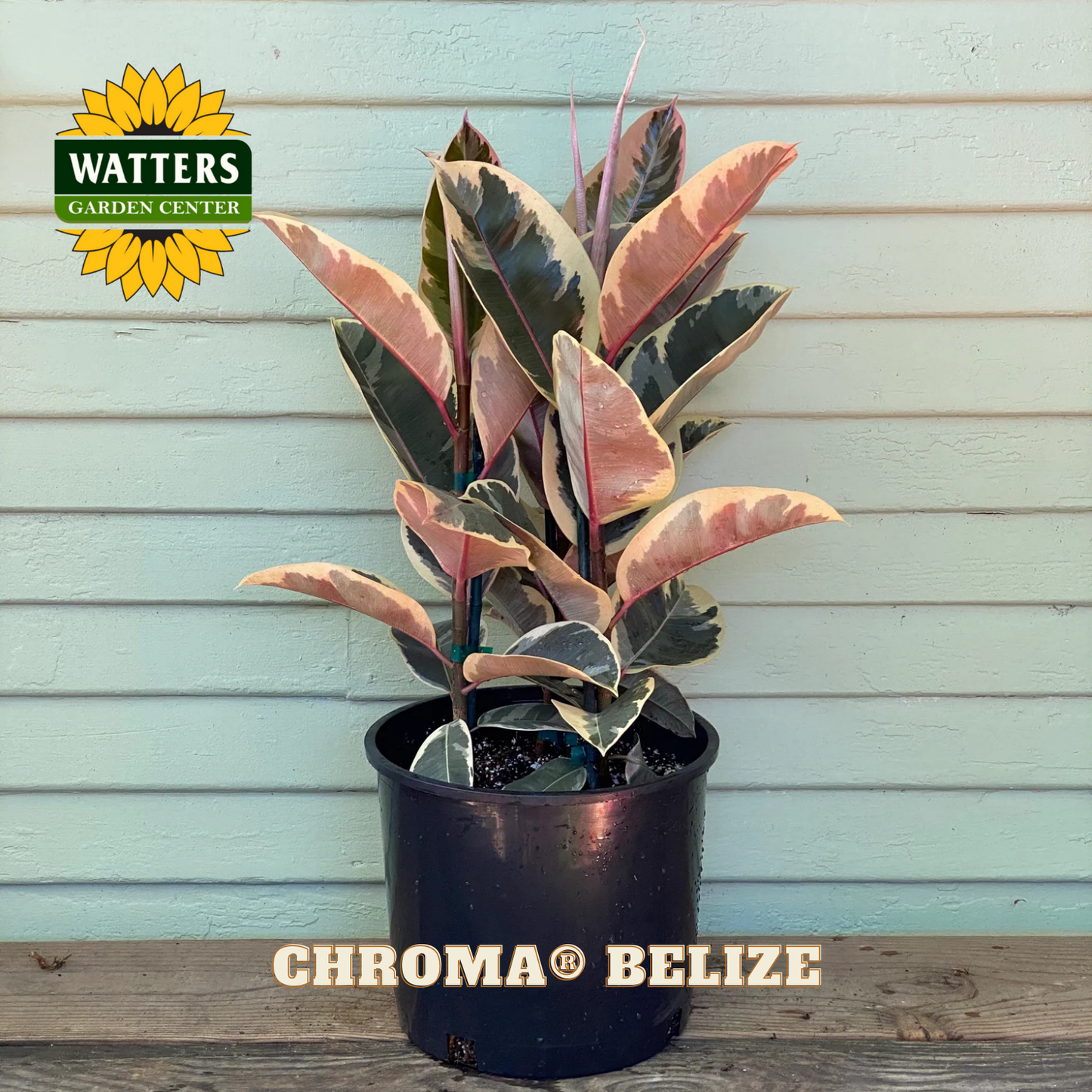 Potted plant with pink and green leaves in front of a light blue wall, featuring Watters Garden Center logo.