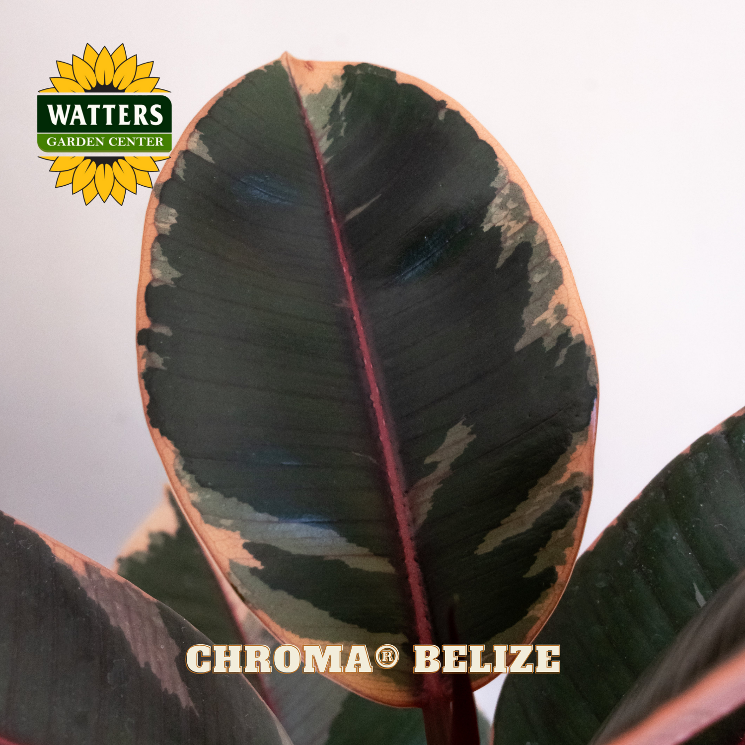 Close-up of a large leaf with 'Watters Garden Center' logo and 'Chroma Belize' text.