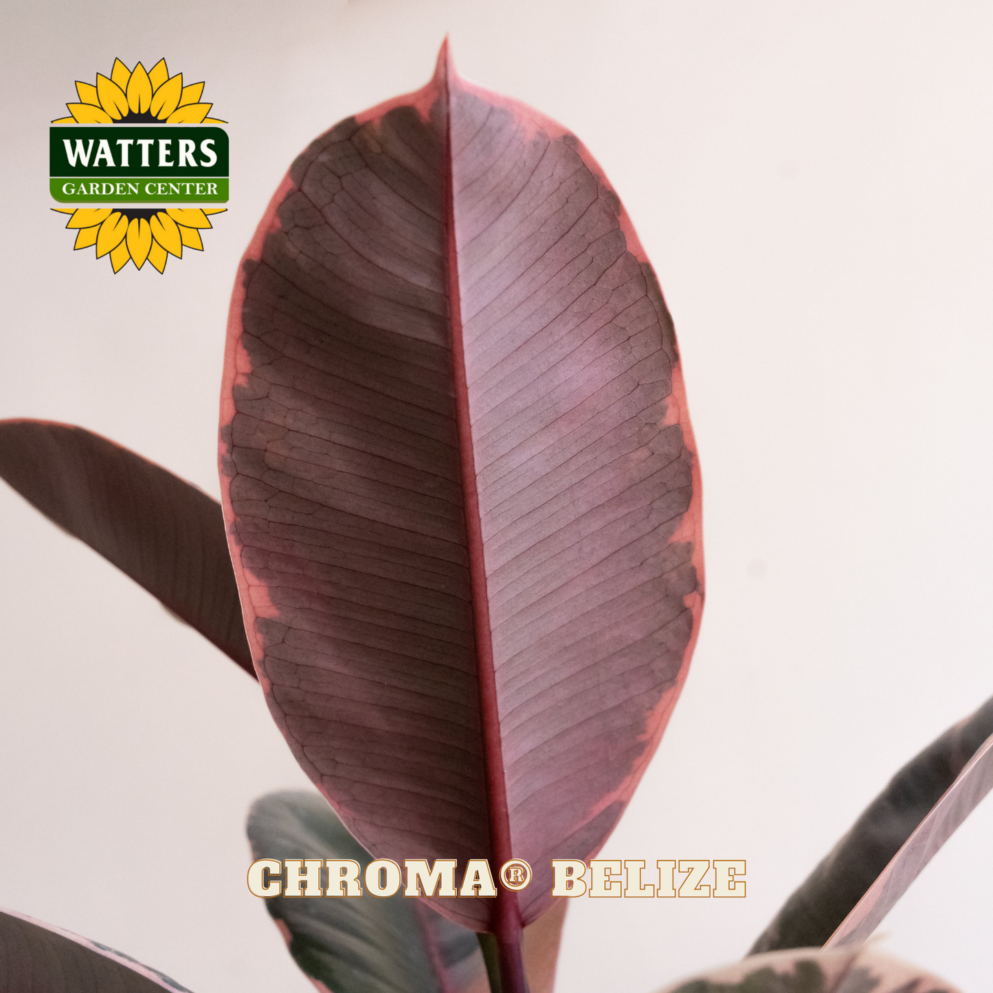 Large purple leaf with Watters Garden Center logo and 'Chroma Belize' text.