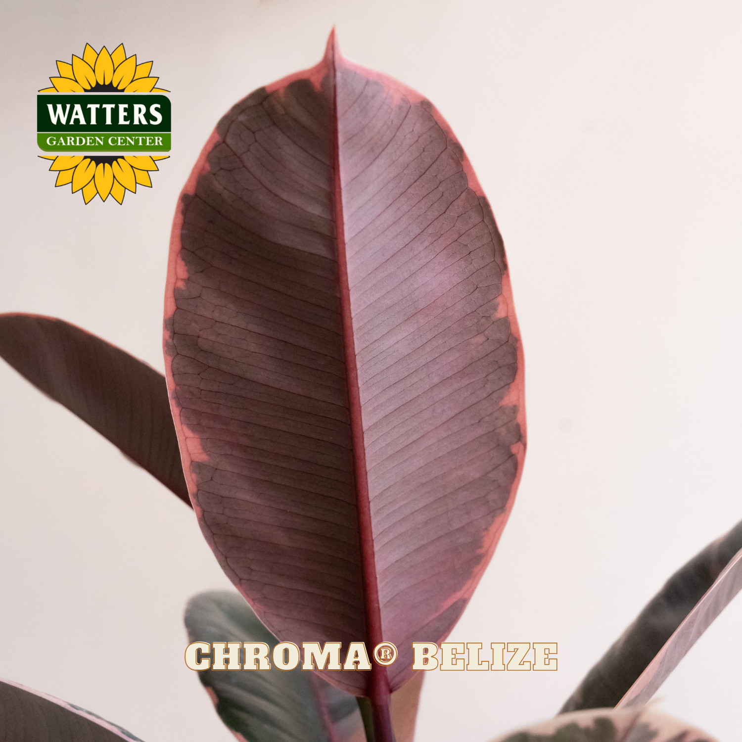 Large purple leaf with Watters Garden Center logo and 'Chroma Belize' text.