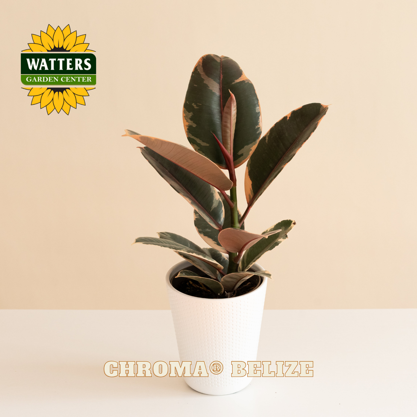 Potted plant with Watters Garden Center logo on a beige background