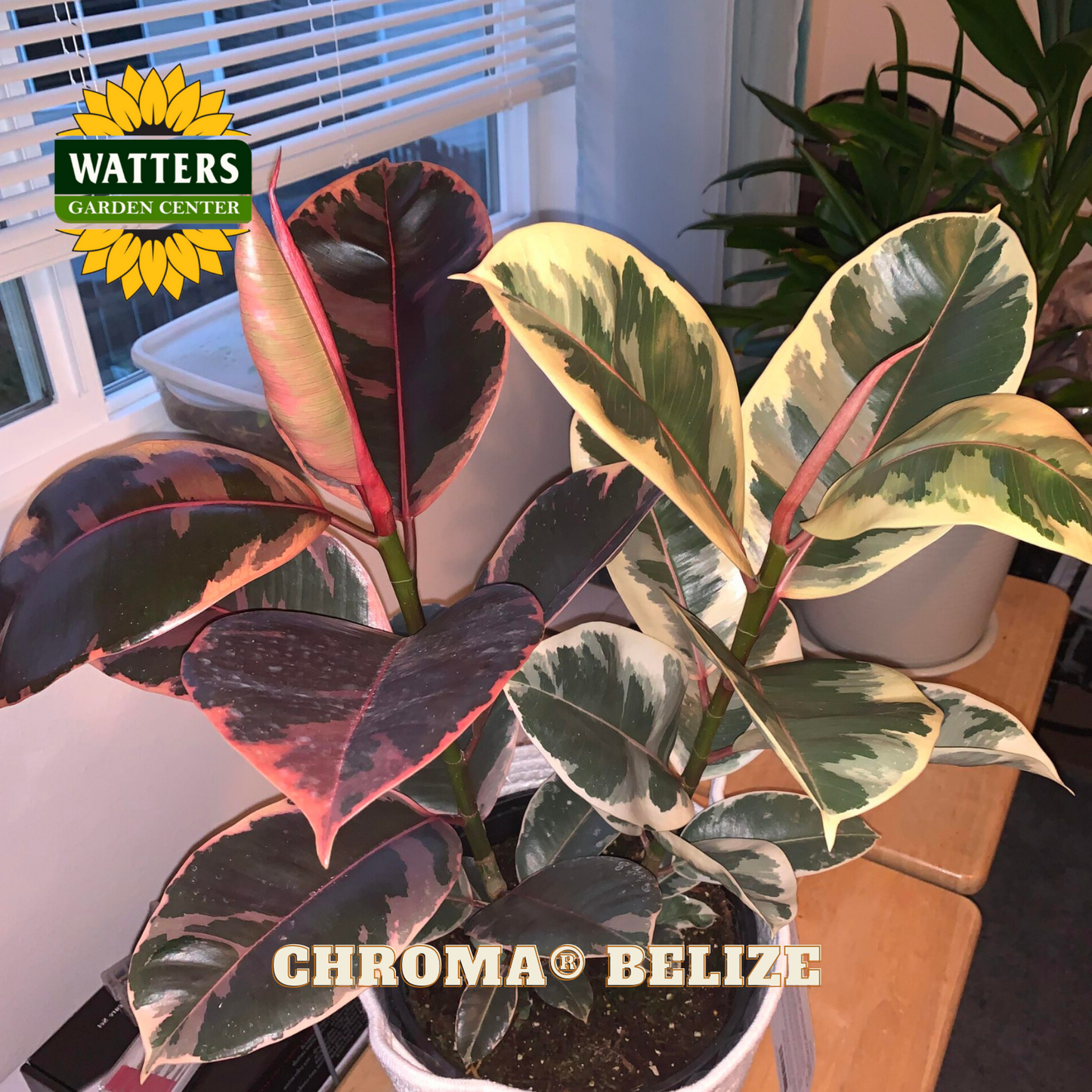 Potted plant with colorful leaves in a garden center setting, featuring Watters Garden Center logo.